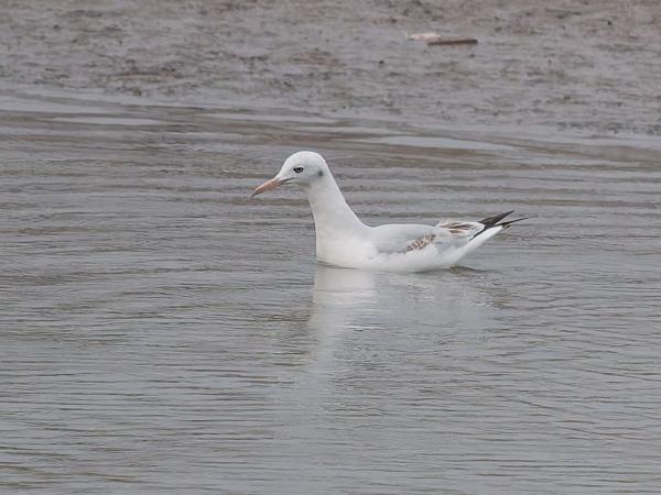 <h3><a href="/trips/marokko/biota/animalia/chordata/aves/024 charadriiformes/017 laridae/chroicocephalus genei/chroicocephalus genei-nl.html">Chroicocephalus&nbsp;genei</a> / Slender‑billed&nbsp;gull / Dunbekmeeuw</h3>OM-1 Mark II met OLYMPUS M.150-400mm F4.5 TC, 1/2000 sec  bij F5.6, ISO 2000, afstand 85.9&nbsp;m